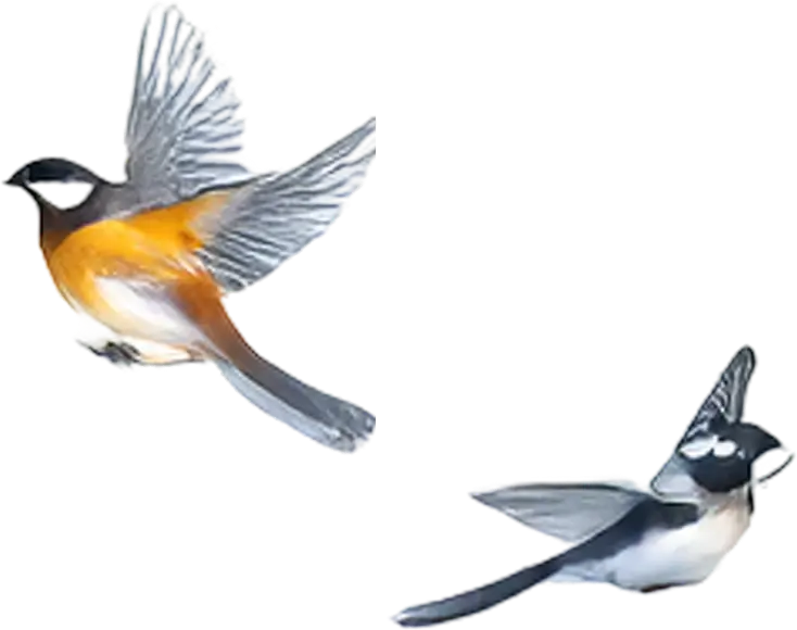 Two birds in flight, one with orange and white coloring, the other with black and white feathers.