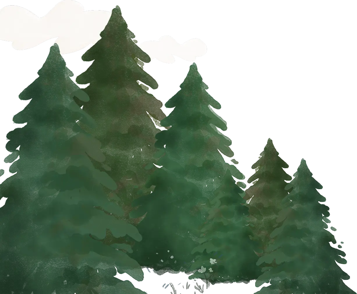Illustration of tall evergreen trees with white clouds in the background.